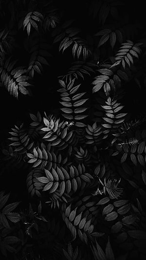 Dark Monochrome Botanical Pattern with Intricate Leaf Details HD phone wallpaper