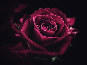 Dark Red Rose Close-Up Photography With Deep Shadows And Dramatic Lighting HD wallpaper