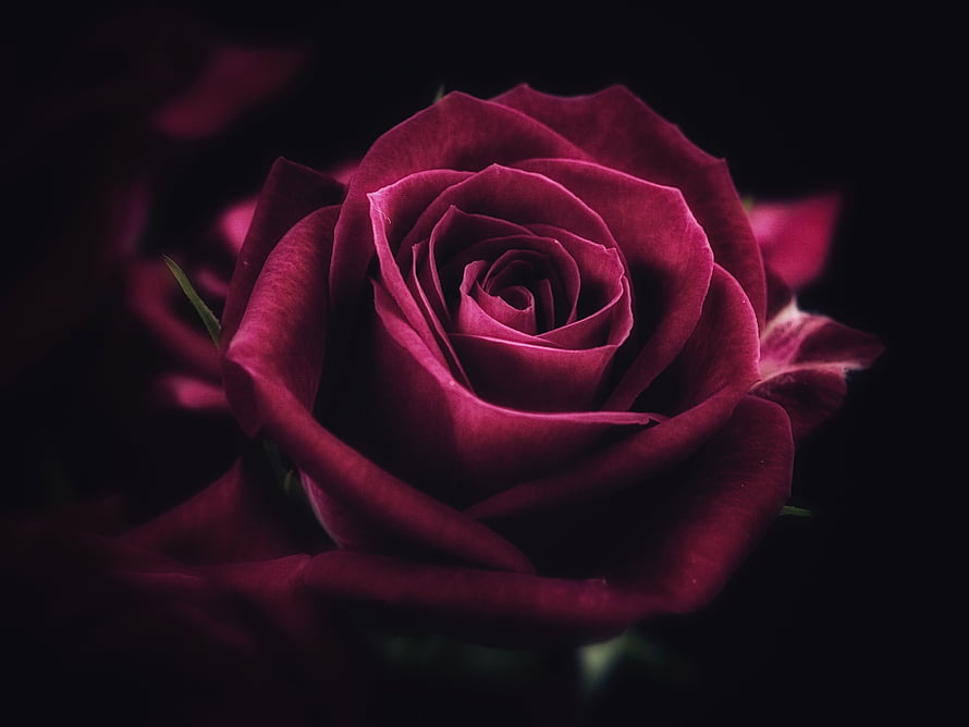 Dark Red Rose Close-Up Photography With Deep Shadows And Dramatic Lighting HD wallpaper