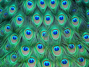 Vibrant Peacock Feather Pattern With Iridescent Blue And Green Eye Spots HD wallpaper