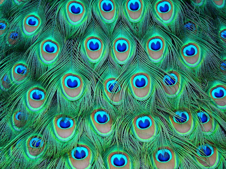 Vibrant Peacock Feather Pattern With Iridescent Blue And Green Eye Spots HD wallpaper