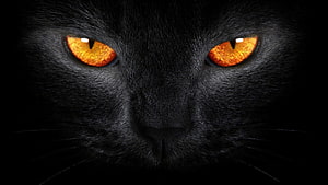 Close-up portrait of a black cat with intense glowing amber eyes against a dark background HD wallpaper