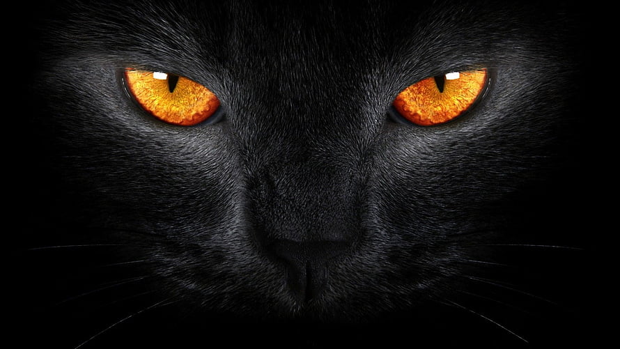 Close-up portrait of a black cat with intense glowing amber eyes against a dark background HD wallpaper