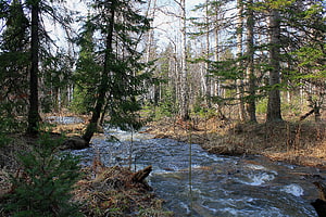Forest Stream Flowing Through Pine and Birch Trees in Early Spring HD wallpaper