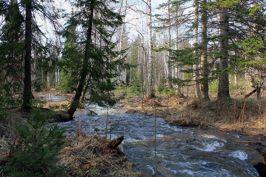 Forest Stream Flowing Through Pine and Birch Trees in Early Spring HD wallpaper