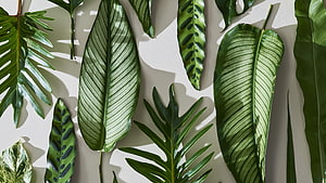Tropical Botanical Leaf Arrangement with Soft Shadows on Neutral Background HD wallpaper