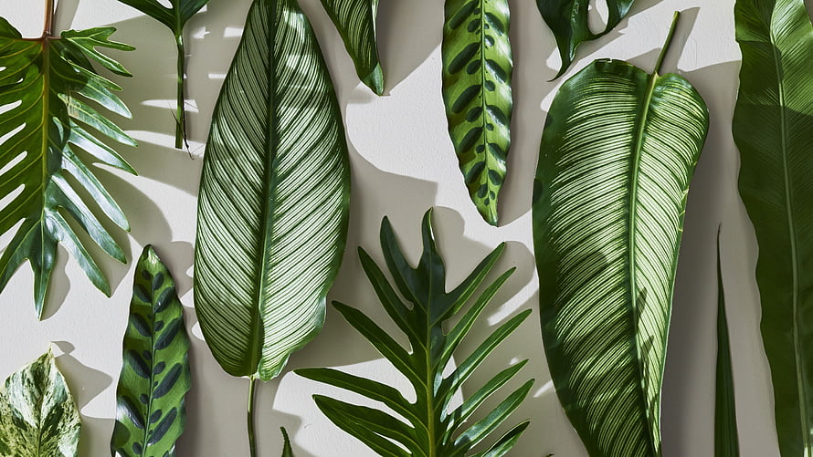 Tropical Botanical Leaf Arrangement with Soft Shadows on Neutral Background HD wallpaper