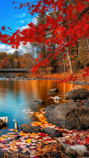 Vibrant Red Maple Leaves Over Calm River With Autumn Reflections And Rocks HD phone wallpaper