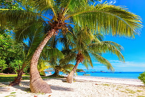 Seychelles tropical beach with leaning coconut palms and turquoise ocean under a clear blue sky HD wallpaper