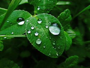 Macro Photography of Green Leaves with Dew Drops After Rain HD wallpaper