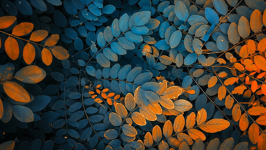 Vibrant Autumn Foliage in Deep Blue and Warm Orange Tones HD wallpaper