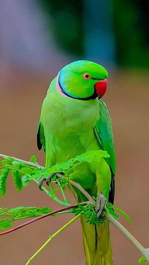 Vibrant Rose-ringed Parakeet Perched on a Branch with Green Leaves HD phone wallpaper