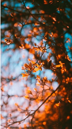 Vibrant orange autumn leaves on delicate branches against a soft blue sky HD phone wallpaper