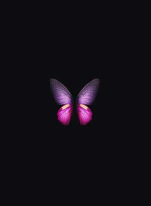 Purple and Pink Butterfly on Black Background HD phone wallpaper