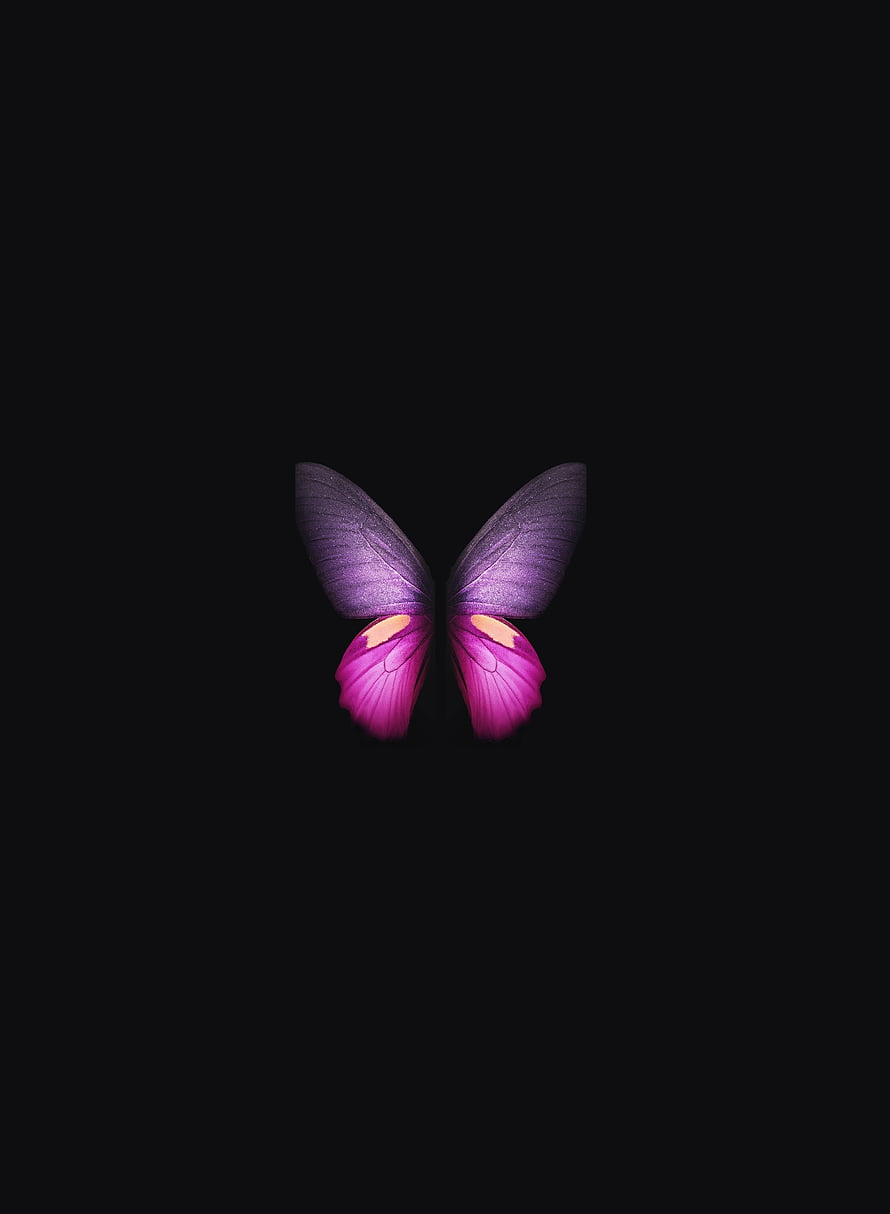 Purple and Pink Butterfly on Black Background HD phone wallpaper
