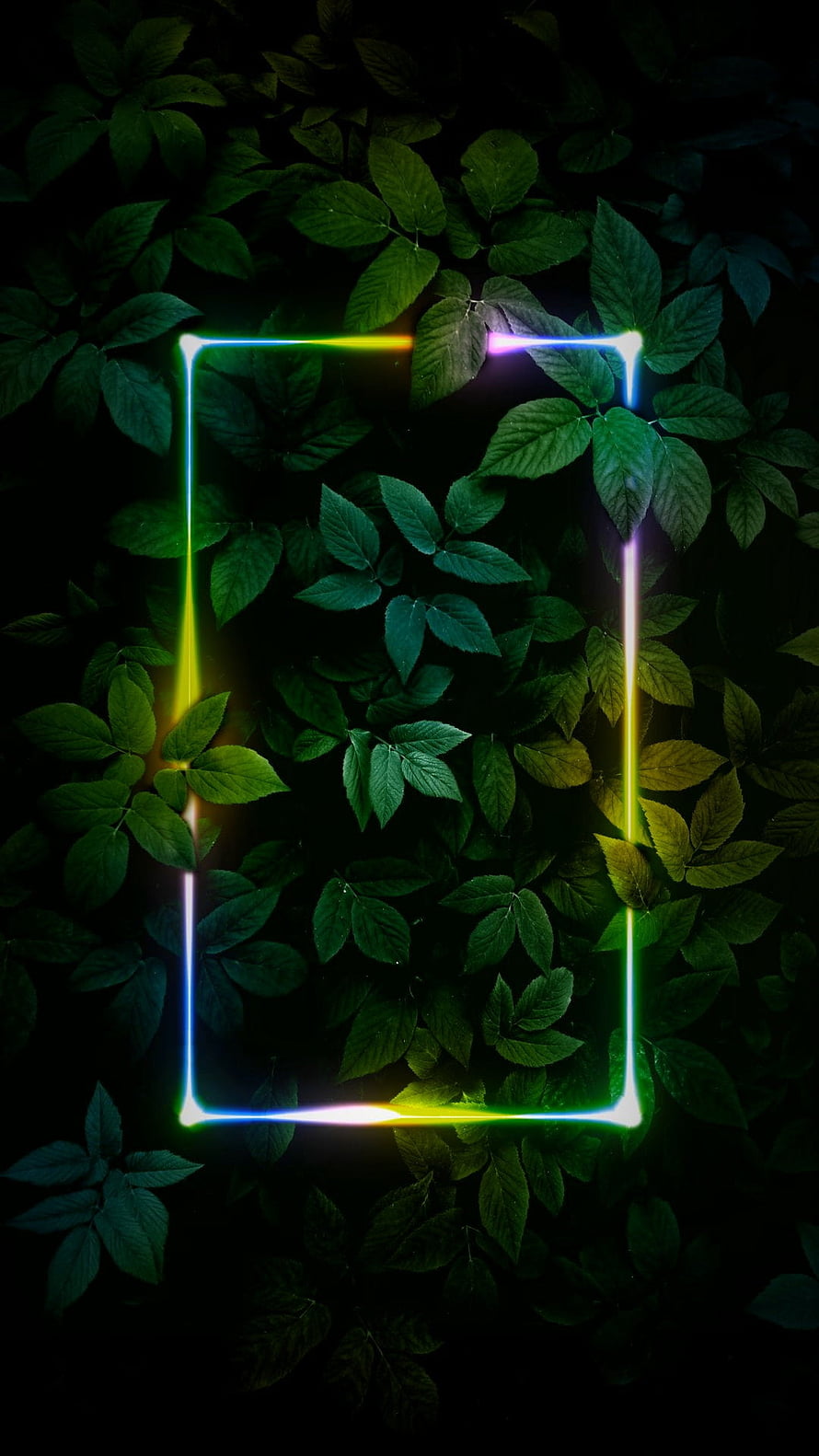 Neon Glowing Rectangle Frame Over Dark Green Leaves Background HD phone wallpaper