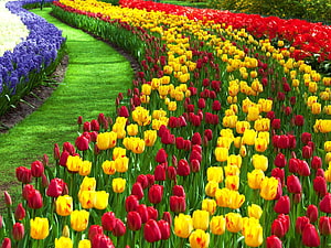 Vibrant Tulip and Hyacinth Garden Path with Colorful Flower Rows HD wallpaper