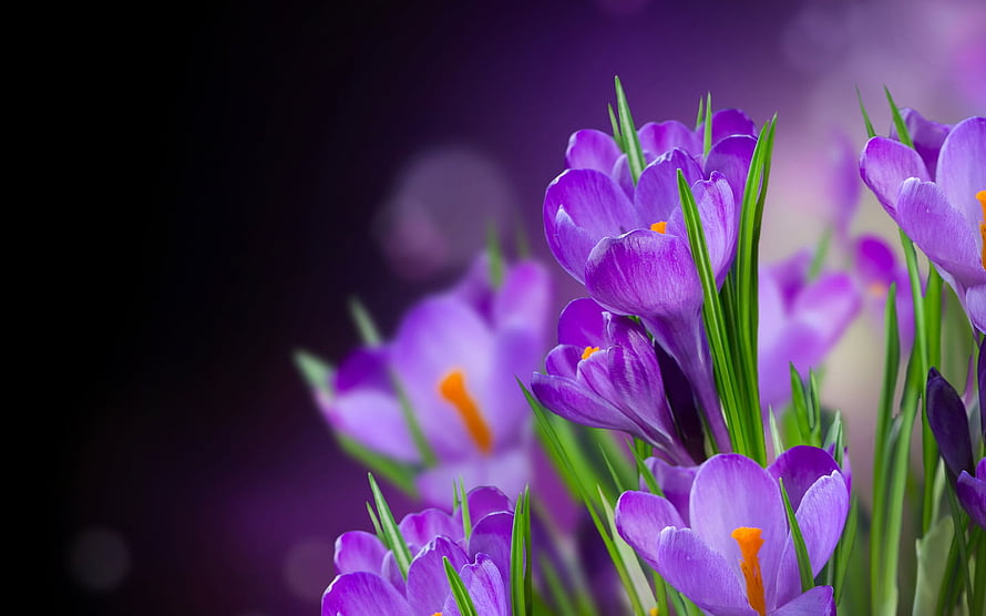 Vibrant Purple Crocus Blooms with Orange Stigmas Against a Dark Bokeh Background HD wallpaper
