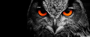 Intense Close-Up of an Owl with Glowing Orange Eyes Against a Black Background HD wallpaper