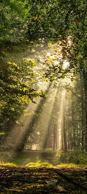 Sunbeams streaming through a misty forest canopy onto a winding woodland path HD phone wallpaper