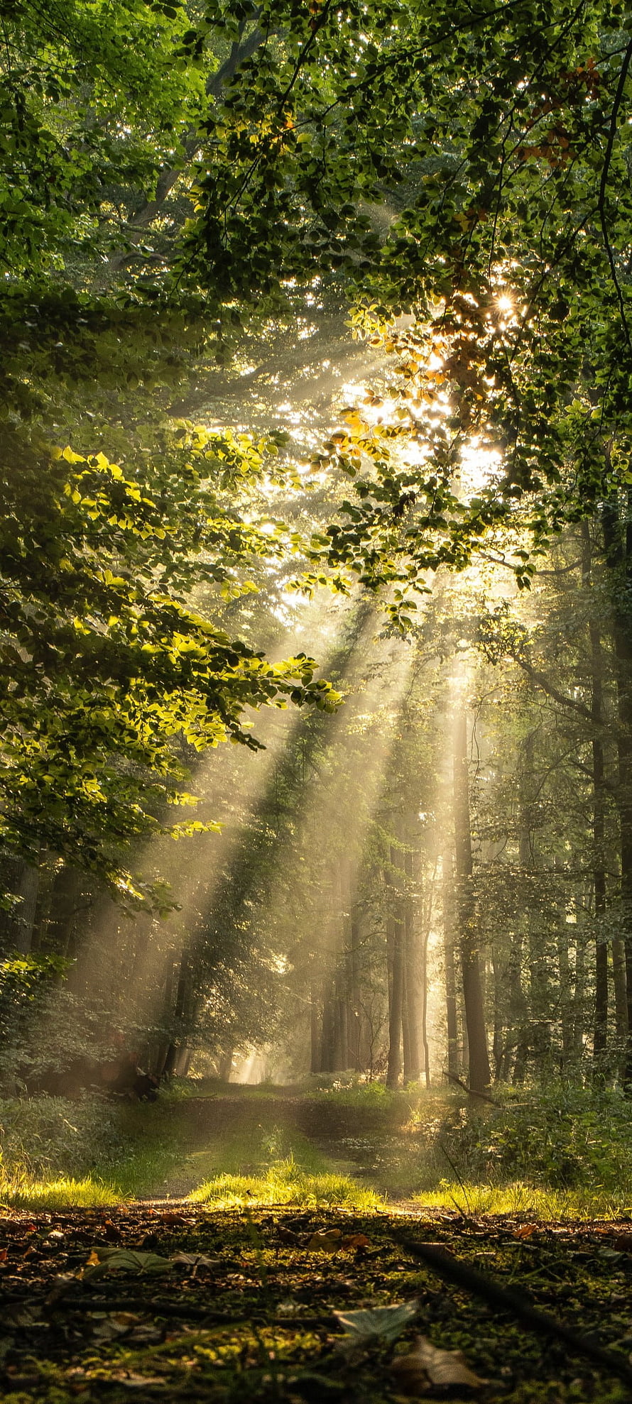 Sunbeams streaming through a misty forest canopy onto a winding woodland path HD phone wallpaper