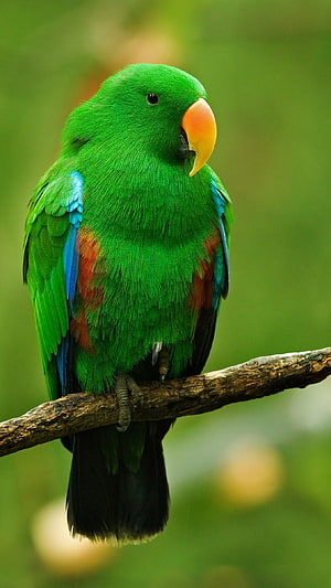 Vibrant Green Parrot Perched on a Branch with Blue and Red Wing Accents HD phone wallpaper