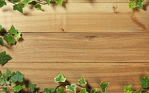 Natural Green Ivy Leaves Framing a Light Wooden Plank Background HD wallpaper