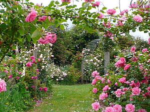 Romantic English Rose Garden Pathway with Pink Climbing Blooms and Arches, rose garden, rose, garden, flowers, arch HD wallpaper