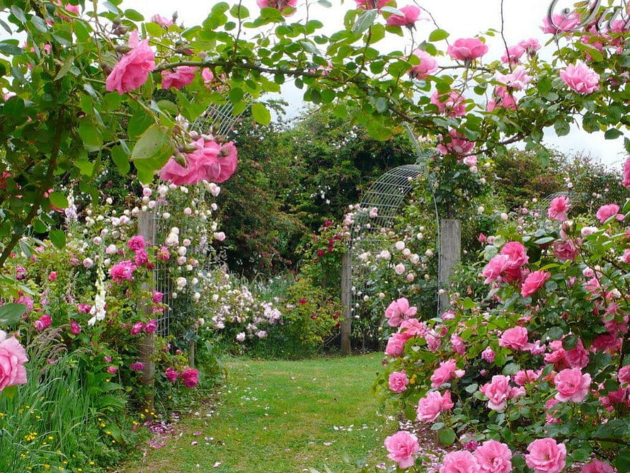 Romantic English Rose Garden Pathway with Pink Climbing Blooms and Arches, rose garden, rose, garden, flowers, arch HD wallpaper