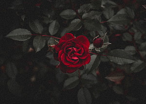 Dark moody close-up of a vibrant red rose with deep green leaves and buds HD wallpaper