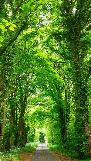 Sunlit Forest Path Lined With Tall Green Trees And Wildflowers HD phone wallpaper