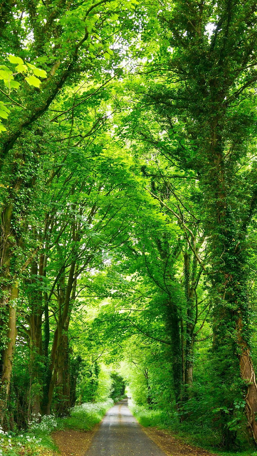 Sunlit Forest Path Lined With Tall Green Trees And Wildflowers HD phone wallpaper