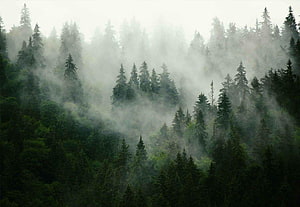 Misty Evergreen Forest Landscape with Low-Hanging Fog and Dense Coniferous Trees HD wallpaper
