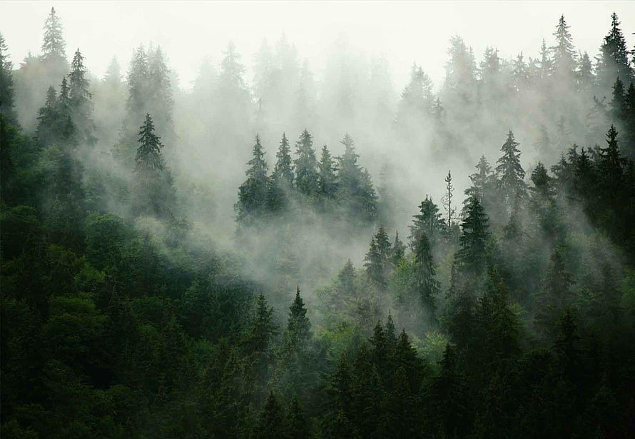 Misty Evergreen Forest Landscape with Low-Hanging Fog and Dense Coniferous Trees HD wallpaper