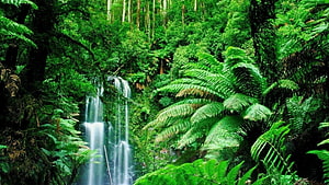 Lush Rainforest Waterfall Cascading Through Dense Tropical Ferns and Green Foliage HD wallpaper