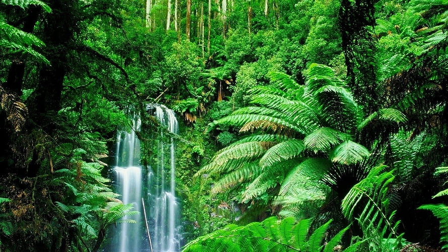 Lush Rainforest Waterfall Cascading Through Dense Tropical Ferns and Green Foliage HD wallpaper