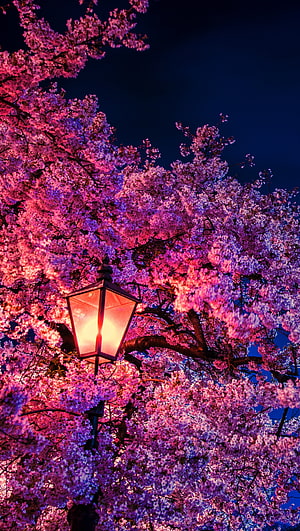 Nighttime Cherry Blossom Tree Illuminated by a Vintage Street Lamp HD phone wallpaper