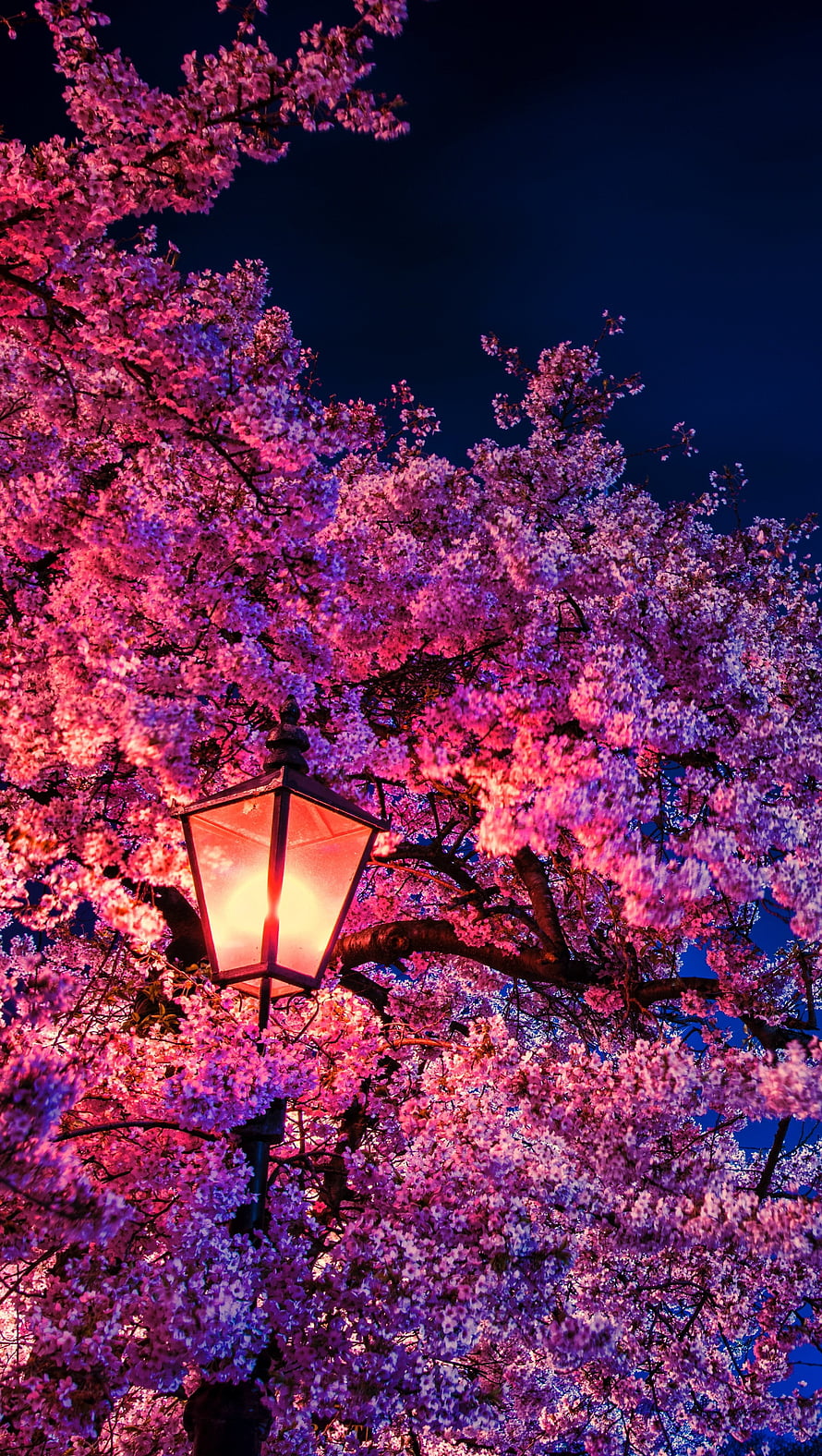 Nighttime Cherry Blossom Tree Illuminated by a Vintage Street Lamp HD phone wallpaper