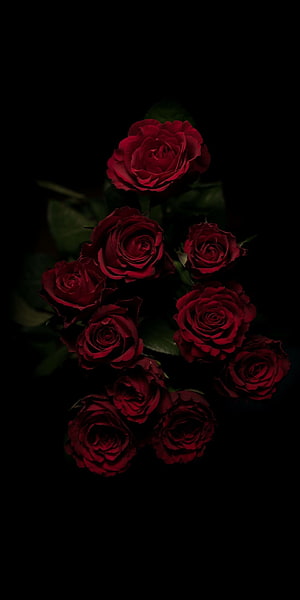 Dark red roses blooming against a deep black background with moody dramatic lighting HD phone wallpaper