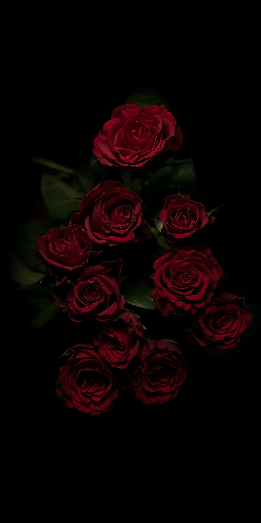 Dark red roses blooming against a deep black background with moody dramatic lighting HD phone wallpaper