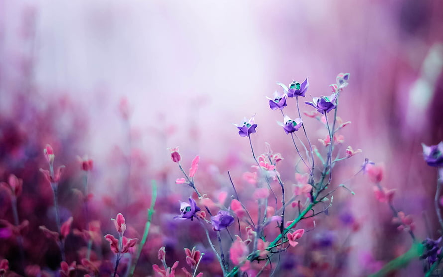 Dreamy Purple and Pink Wildflowers in a Soft Focus Field HD wallpaper
