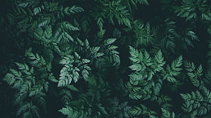 Dark Green Fern Leaves Background Pattern HD wallpaper