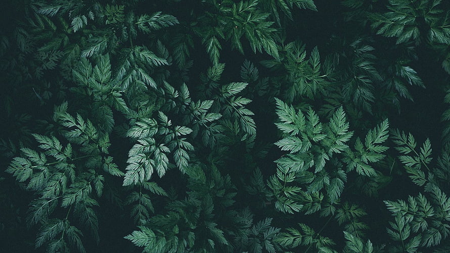 Dark Green Fern Leaves Background Pattern HD wallpaper