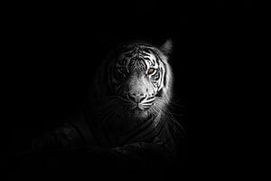 Majestic White Tiger Staring Intently From Darkness HD wallpaper