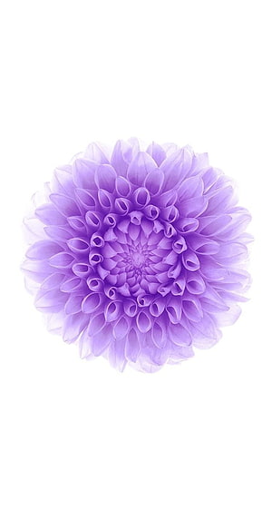 Soft Lavender Chrysanthemum Bloom on Clean White Background HD phone wallpaper