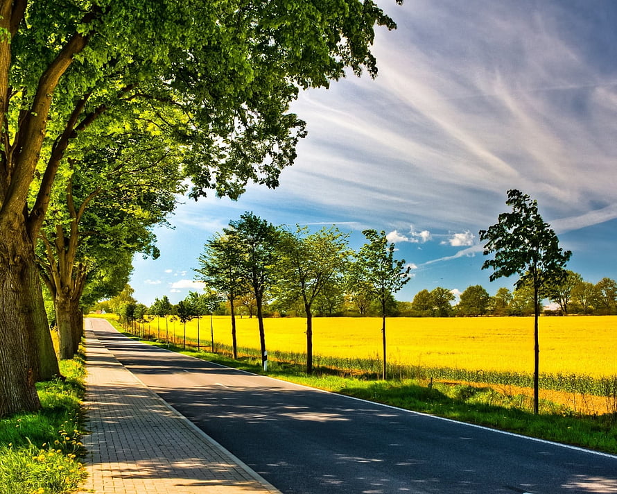 Scenic Country Road Lined With Trees And A Golden Field Under Blue Sky HD wallpaper