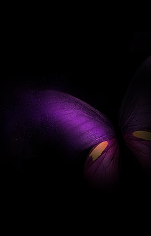 Purple butterfly wings with golden accents on a dark black background HD phone wallpaper