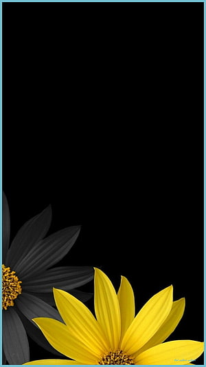 Vibrant Yellow and Monochrome Black Sunflowers on a Dark Background HD phone wallpaper