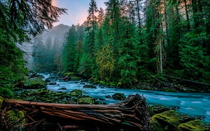 Misty Forest River at Dusk with Long Exposure Water Flow and Tall Evergreens HD wallpaper