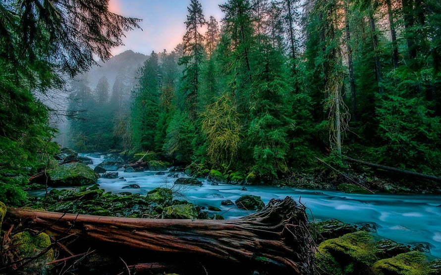 Misty Forest River at Dusk with Long Exposure Water Flow and Tall Evergreens HD wallpaper